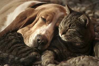 Dog and cat laying together
