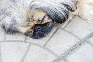 Closeup of a dog sleeping on a concrete patio