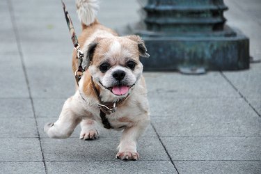 Small dog walking on sidewalk