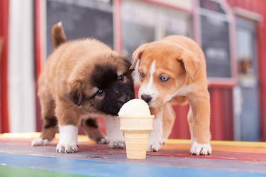 two puppies licking an ice cream cone