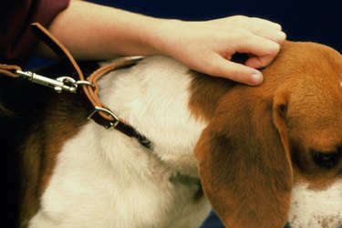A person's hand is scratching behind the ears of a Beagle dog. The dog is wearing a collar and leash.