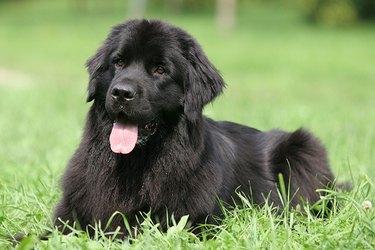 Black Newfoundland dog with tongue out on green lawn