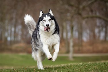 Siberian husky running along grass in front of a forest.