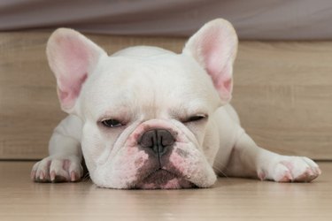 Tired white puppy
