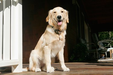A large white dog on a porch