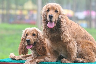 Two golden colored cocker spaniel dogs with tongues out