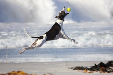 dog catches tennis ball in mid-air
