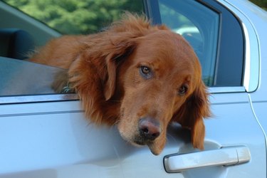 Closeup of a brown dog hanging out of a blue car window