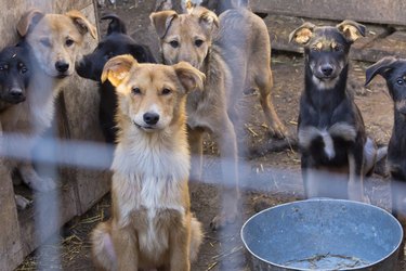 How Animal Hoarding Affects A Dog's Behavior