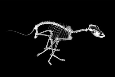 A x-ray of a dog skeleton running
