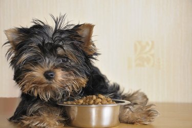 A cute small dog next to his food bowl