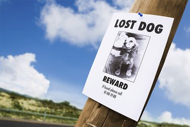 Lost dog poster on a telephone pole