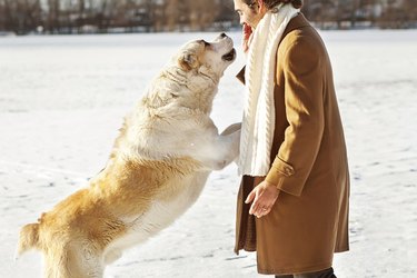 Big dog with paws on person's waist outside on snow