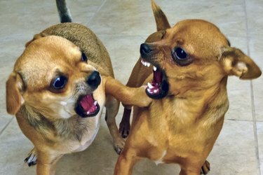 Two small brown dogs fighting