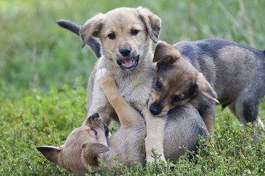 Puppies playing in grass