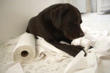 Brown dog chewing toilet paper