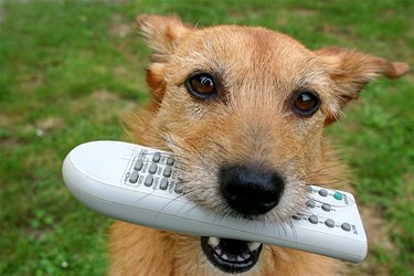 Dog outside with remote control in its mouth