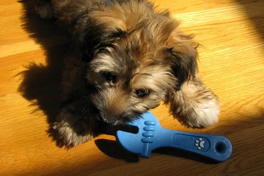 Dog chewing on toy wrench