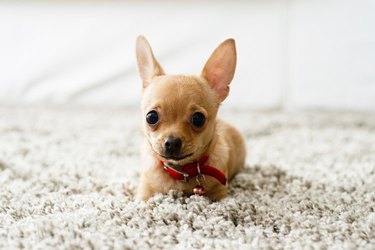 Little brown dog on carpet - dog tears up carpet when left alone.