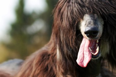 Closeup of a long-haired brown dog