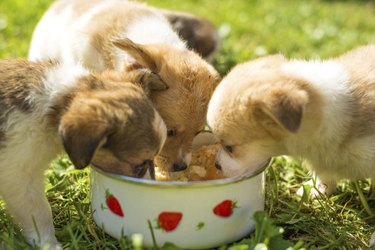 Three puppies eating from a bowl in the grass