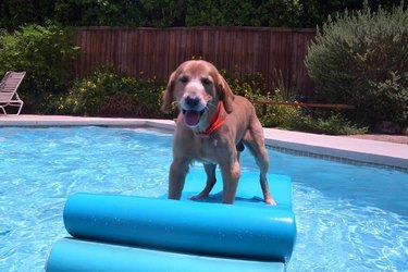 A dog on a blue float in a backyard pool
