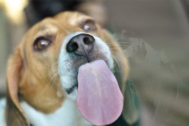 Dog with large pink tongue hanging out.
