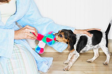 Woman playing with a chew toy with a small dog