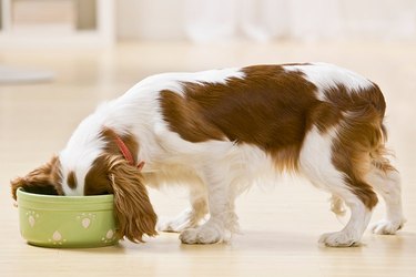 Close up of a brown and white dog eating from a green bowl