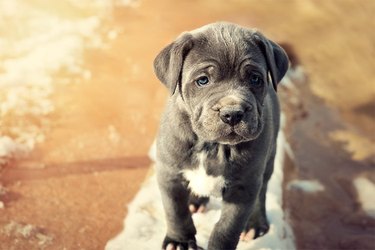 Close up of a gray puppy