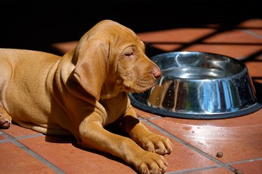 Close up of a brown dog on the floor with a stainless steel food bowl