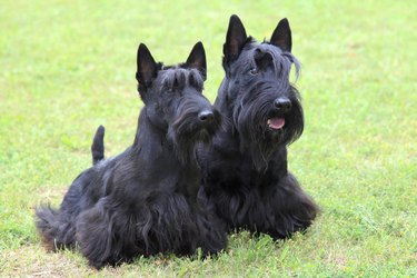 Two black dogs in the grass