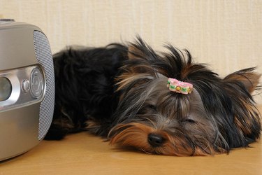 dog sleeping near radio