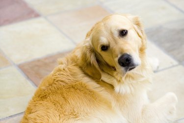 dog losing control of bowels