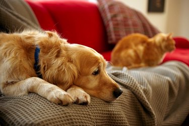 Golden dog and orange cat sitting on a red sofa with brown throw