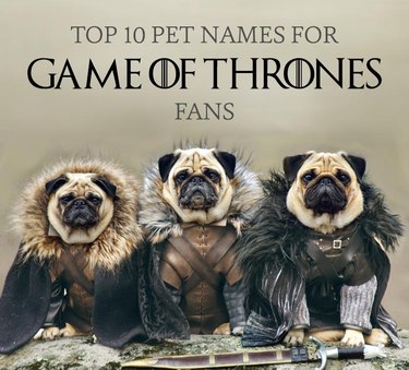 Illustration of 3 pugs dresses as Game of Thrones characters
