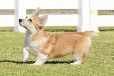 Small corgi dog standing on grass and looking up