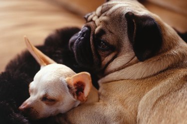 A bonded pair of dogs, one a pug and the other a chihuahua, cuddling together.