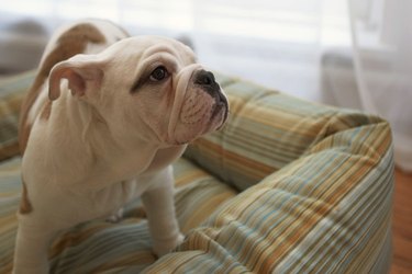 White bulldog puppy on striped dog bed