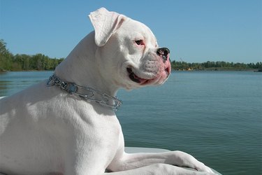 A white boxer dog with floppy ears is laying down in front of a body of water. There is a metal pinch collar around its neck.