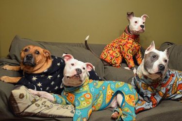 dogs wearing pajamas
