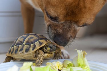 Close up of a brown dog sniffing a small turtle