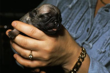 A gray and black puppy is held in a white human hand