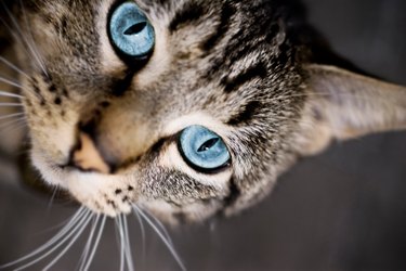 Close up of gray cat with blue eyes