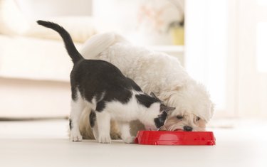 cat and dog eating out of bowl