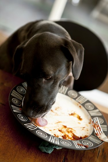 dog eating pasta