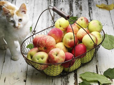 cat with apples in a basket