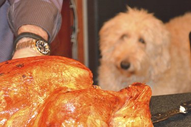 dog with a roast turkey