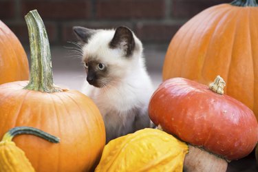 kitten among pumpkins