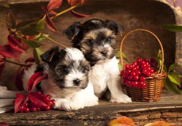 two dogs next to baskets of cranberries
